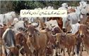 مردہ گائیوں کے نام پر سرکاری فنڈز میں کروڑوں کاغبن، اے جی رپورٹ میں انکشاف